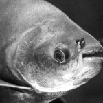 Эпическое противостояние богов Zeus vs Hades в драматичном слоте