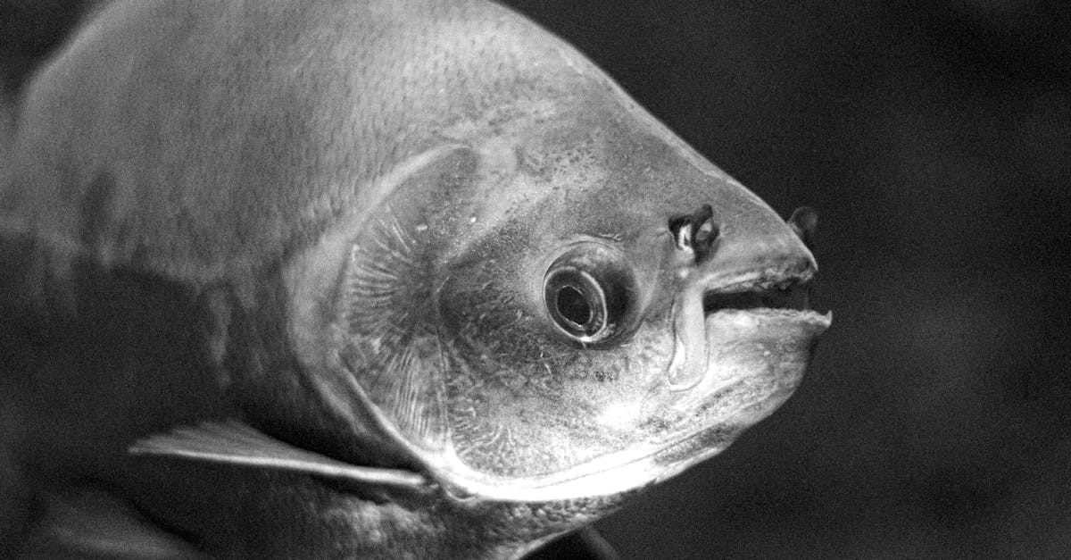 Эпическое противостояние богов Zeus vs Hades в драматичном слоте