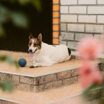 Театральная драма удачи в мире игрового слота The Dog House