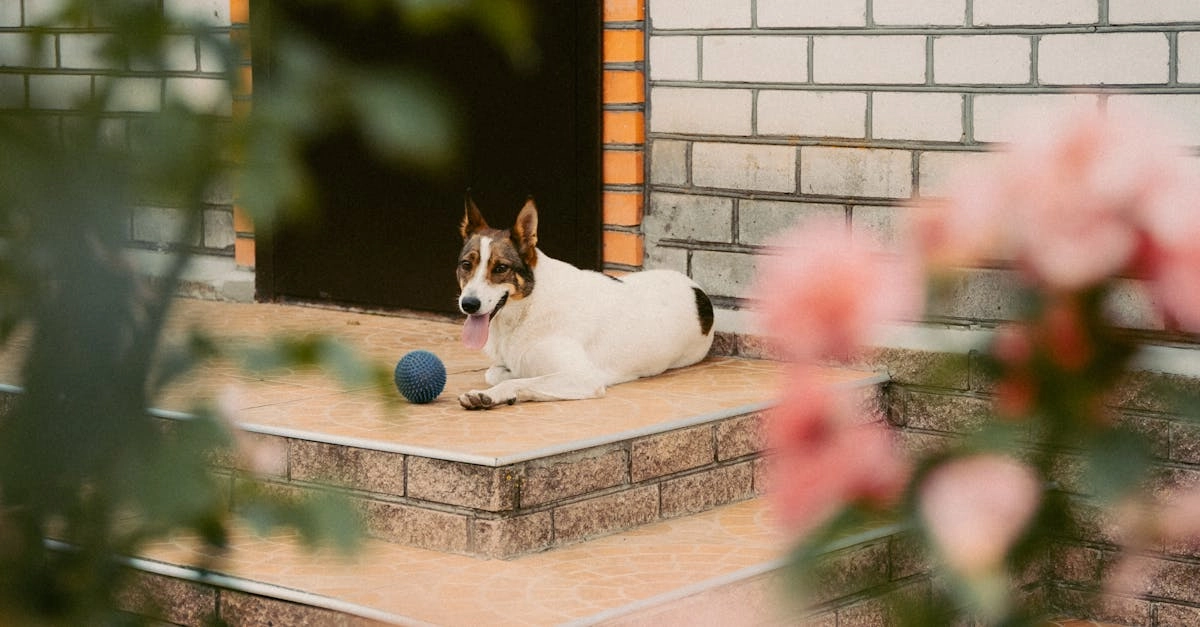 Театральная драма удачи в мире игрового слота The Dog House